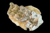 Oreodont (Merycoidodon) Jaw Section - South Dakota #136040-1
